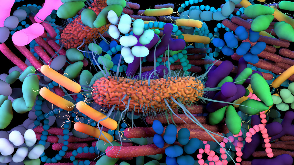 Das Mikrobiom – Was ist das?